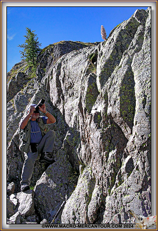 Saxifrage florulenta Moretti